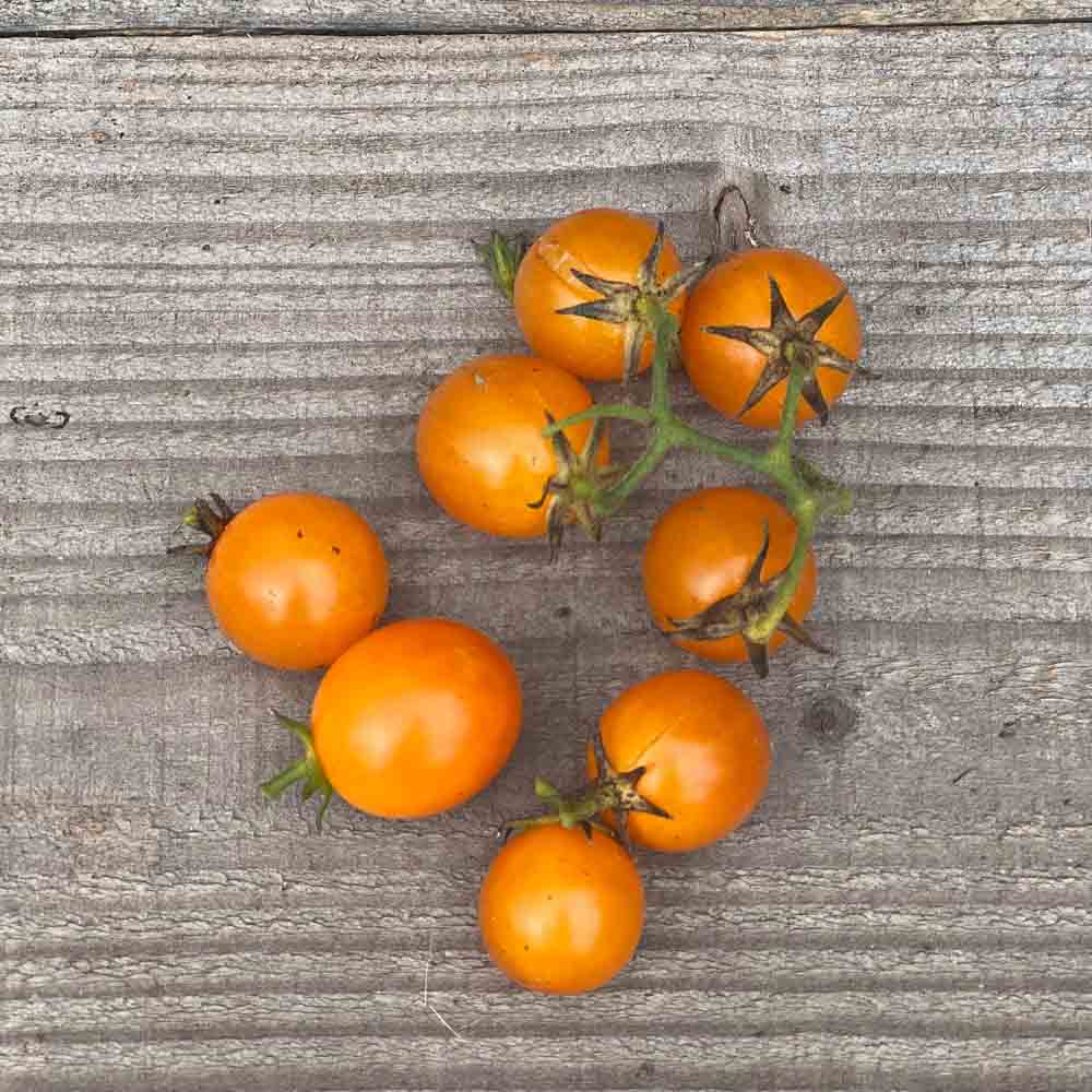 ferme-de-sainte-marthe-gold-nugget-tomate-cerise-jaune-sachet image 1