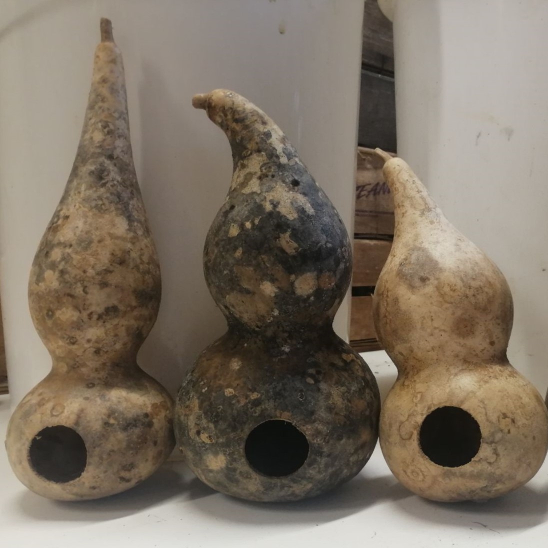 la-bo-te-graines-xiaohulu-graines-gourde-bio-40-cm image 1
