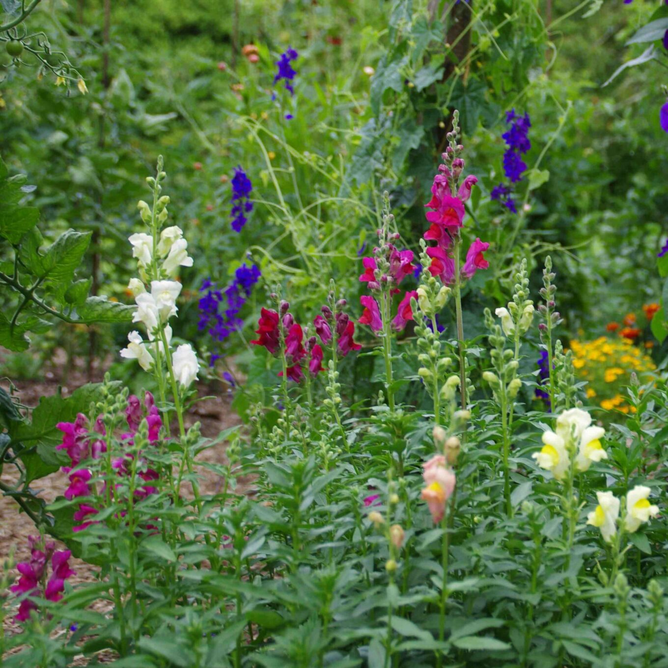 les-semences-de-l-ombelle-muflier-m-lange-graines-fleurs-bio image 3