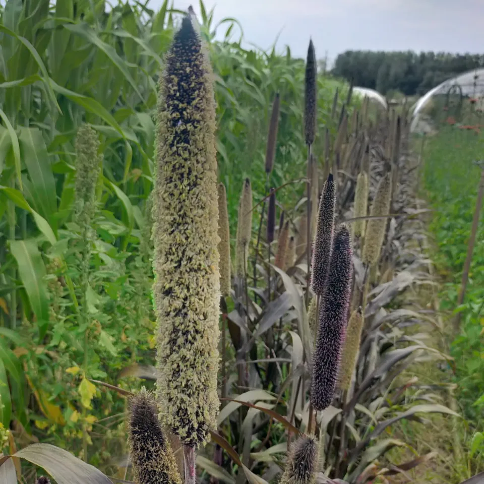 les-semences-de-l-ombelle-millet-purple-majesty-bio-graines-de-fleurs image 1