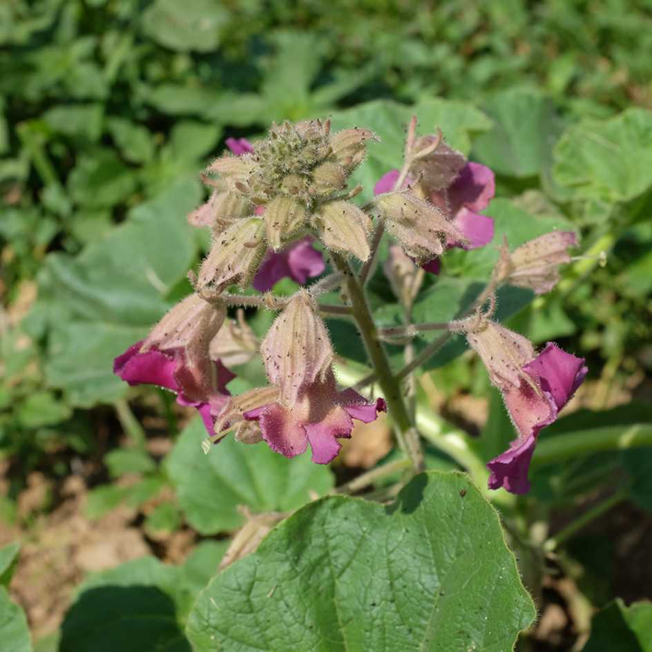la-bo-te-graines-griffe-du-diable-graines-fleurs-bio image 5