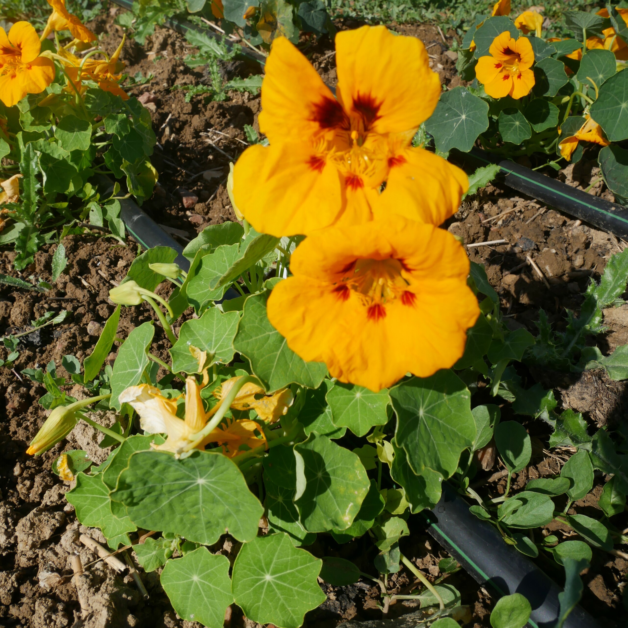 la-bo-te-graines-capucine-naine-lady-bird-gold-fleurs-bio image 2
