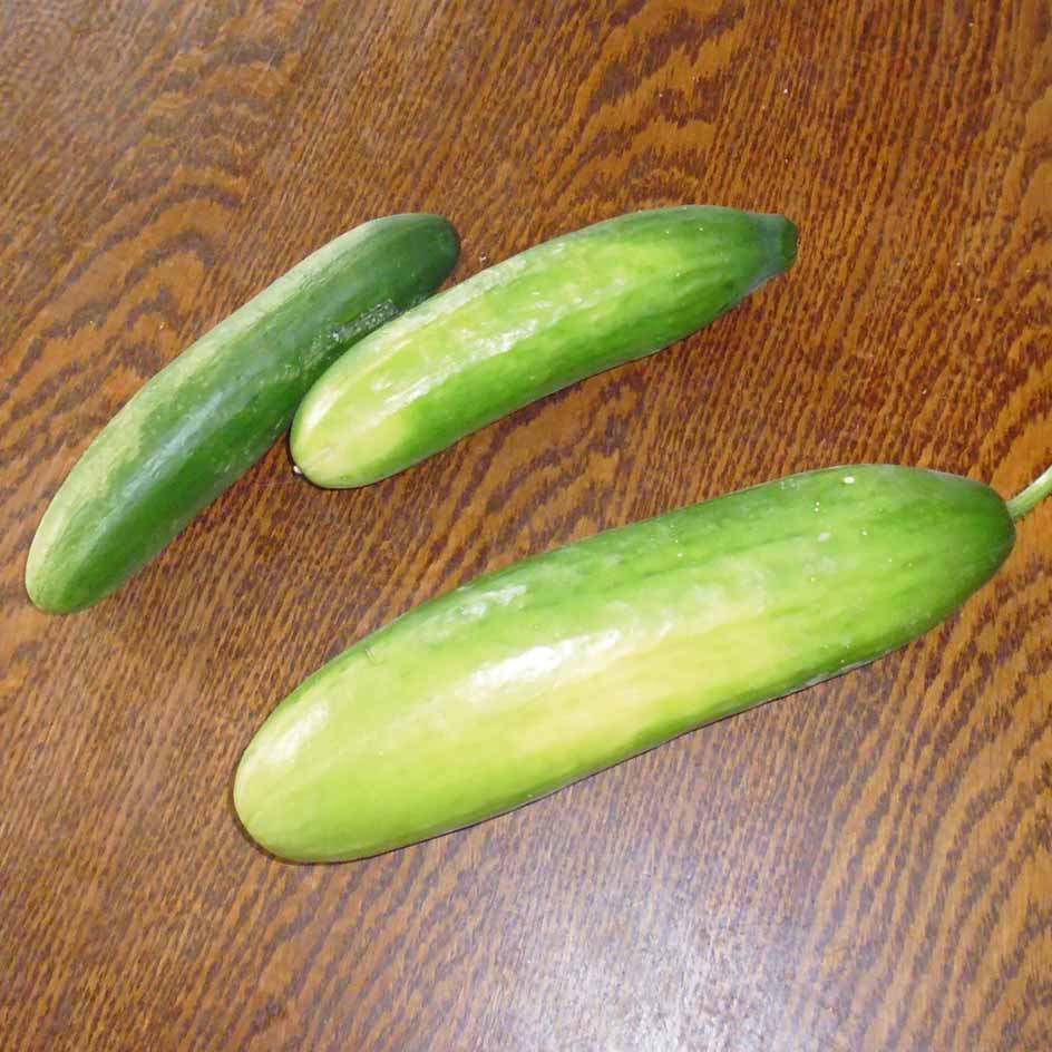 la-bo-te-graines-la-diva-graines-concombre-bio image 2