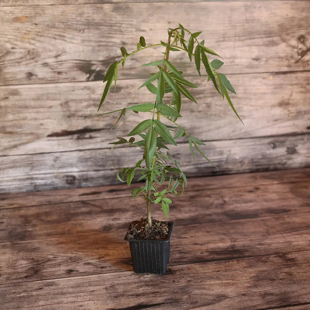 ferme-de-sainte-marthe-passion-tag-te-plant-bio-comestible image 1