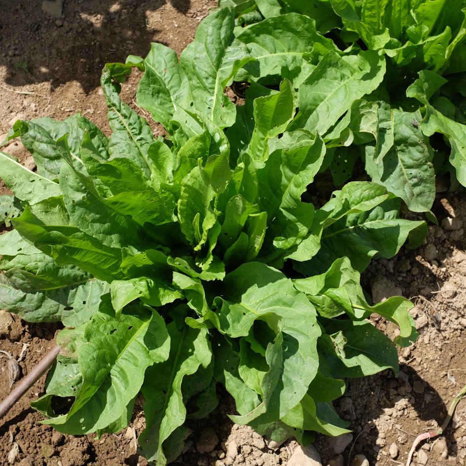 la-bo-te-graines-graines-l-gumes-pinard-perp-tuel-bio-vivace image 2