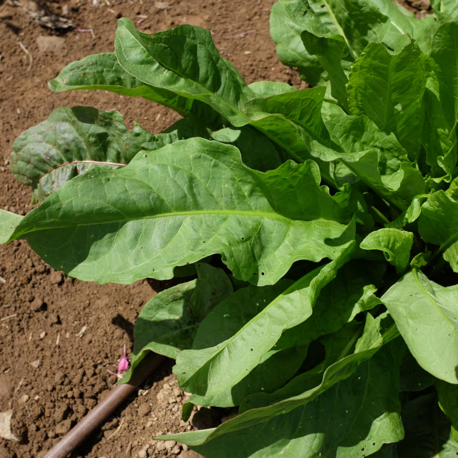 la-bo-te-graines-graines-l-gumes-pinard-perp-tuel-bio-vivace image 3