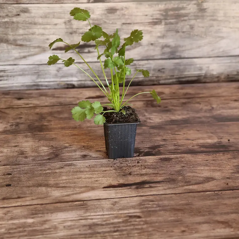 ferme-de-sainte-marthe-coriandre-plant-aromatique-bio image 1