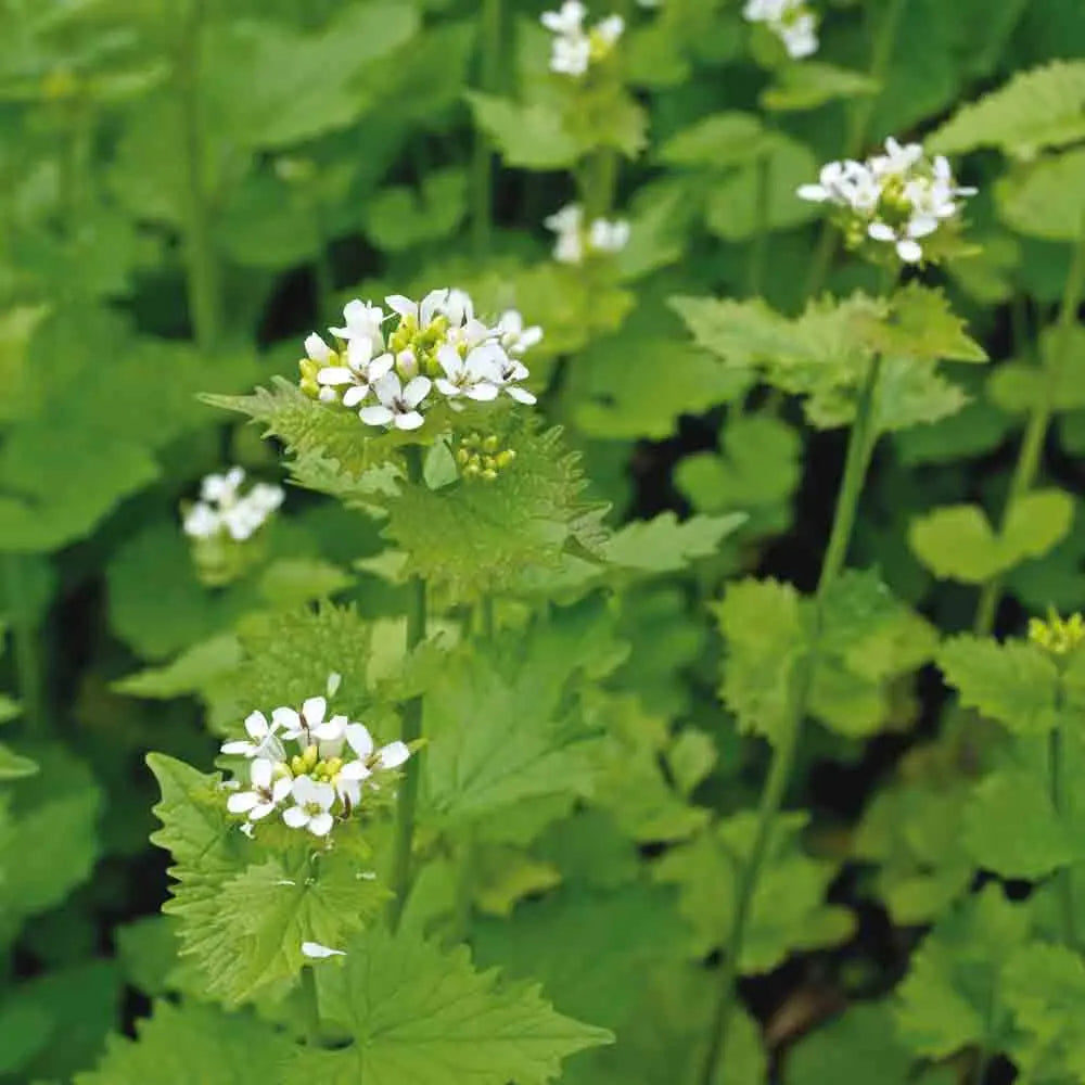 ferme-de-sainte-marthe-alliaire-officinale-ab-graines-de-fleurs-bio image 1