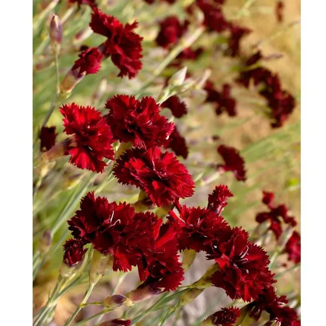 graines-bocquet-oeillet-perp-tuel-chabaud-vari-graines-fleurs-0-3-g image 1