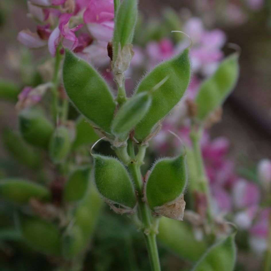 la-bo-te-graines-lupin-avalune-white-pink-graines-bio image 5
