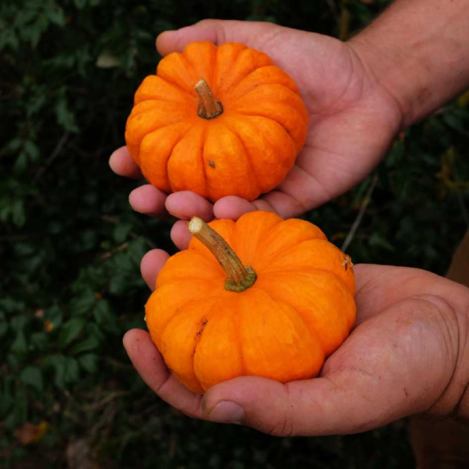la-bo-te-graines-courge-jack-be-little-graines-bio-orange image 3