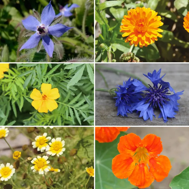ferme-de-sainte-marthe-tapis-de-fleurs-graines-en-m-lange-comestible-bio image 1