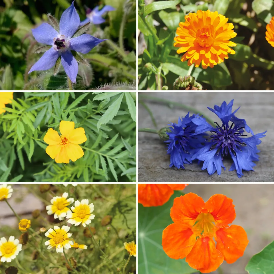 ferme-de-sainte-marthe-tapis-de-fleurs-graines-en-m-lange-comestible-bio image 1