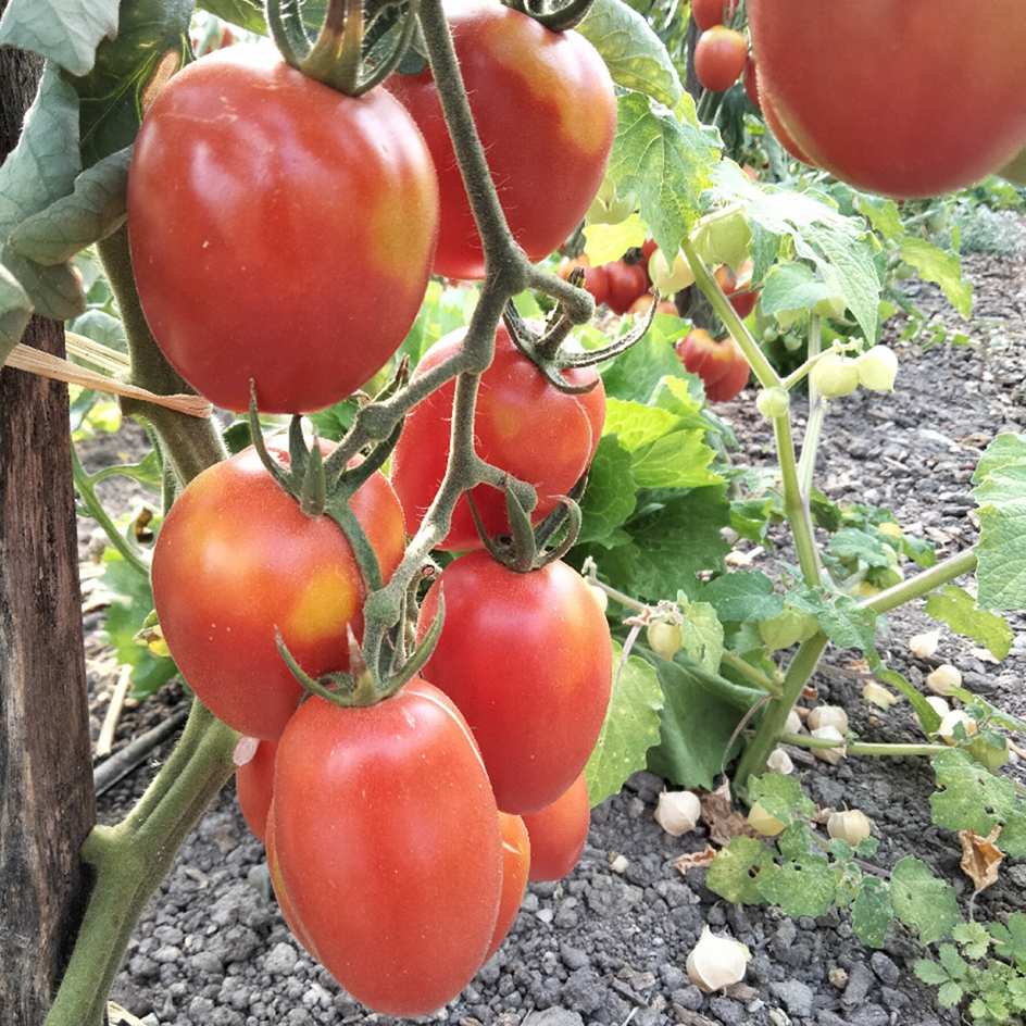 la-bo-te-graines-tomate-olirose-saint-domingue-graines-bio image 3