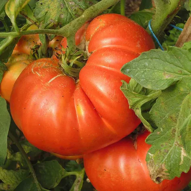 la-bo-te-graines-graines-l-gumes-tomate-italienne-beefsteak-graines-bio image 1