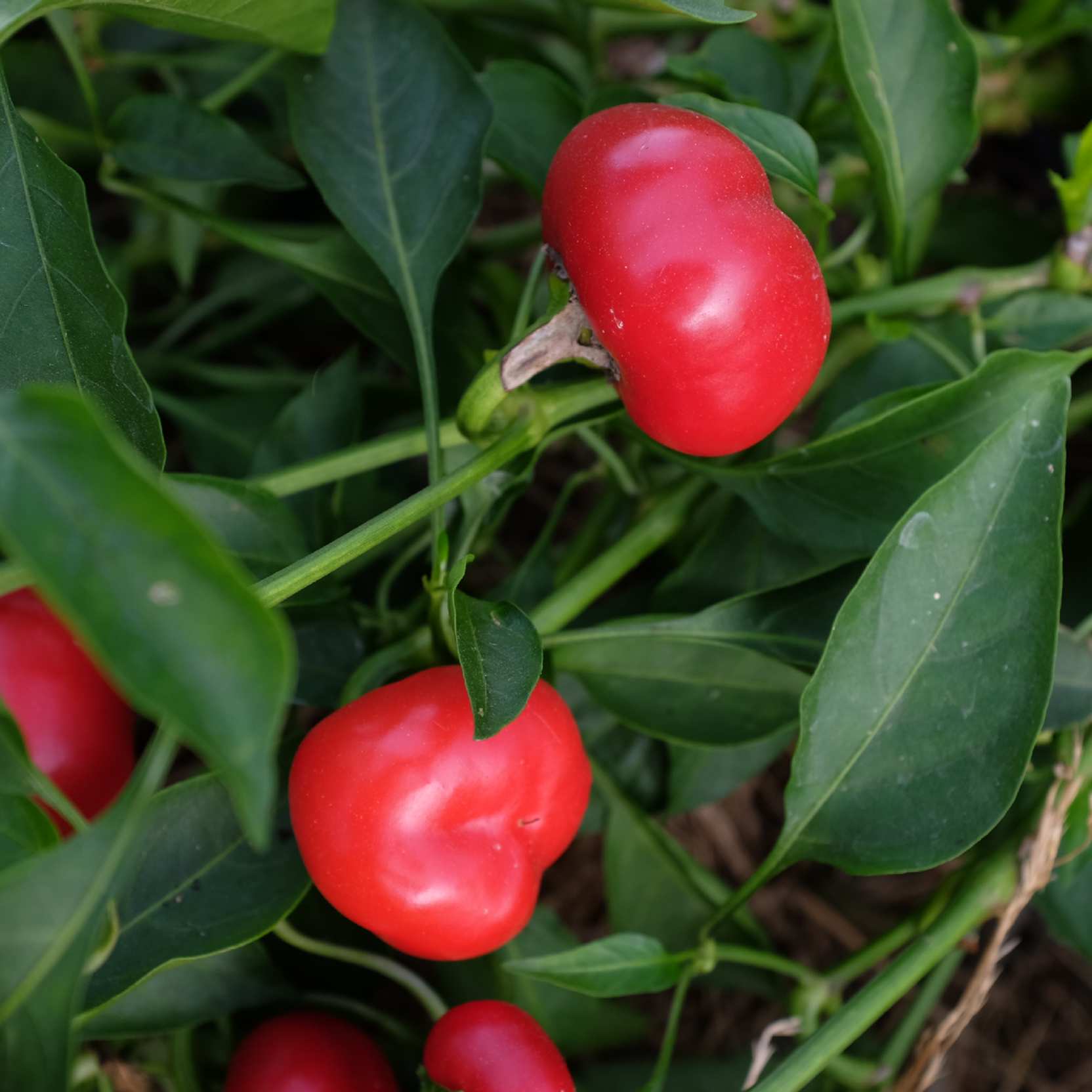 la-bo-te-graines-mini-red-bell-graines-poivron-bio-rouge image 3