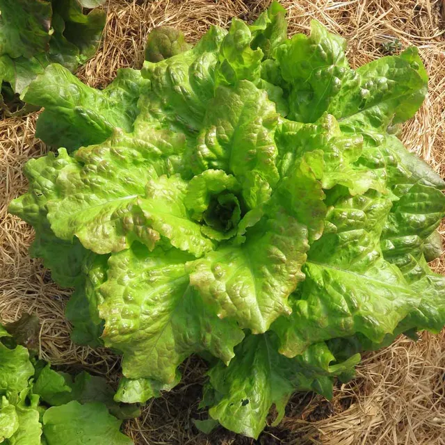 la-bo-te-graines-graines-l-gumes-laitue-saint-antoine-bio-pomm-e image 1