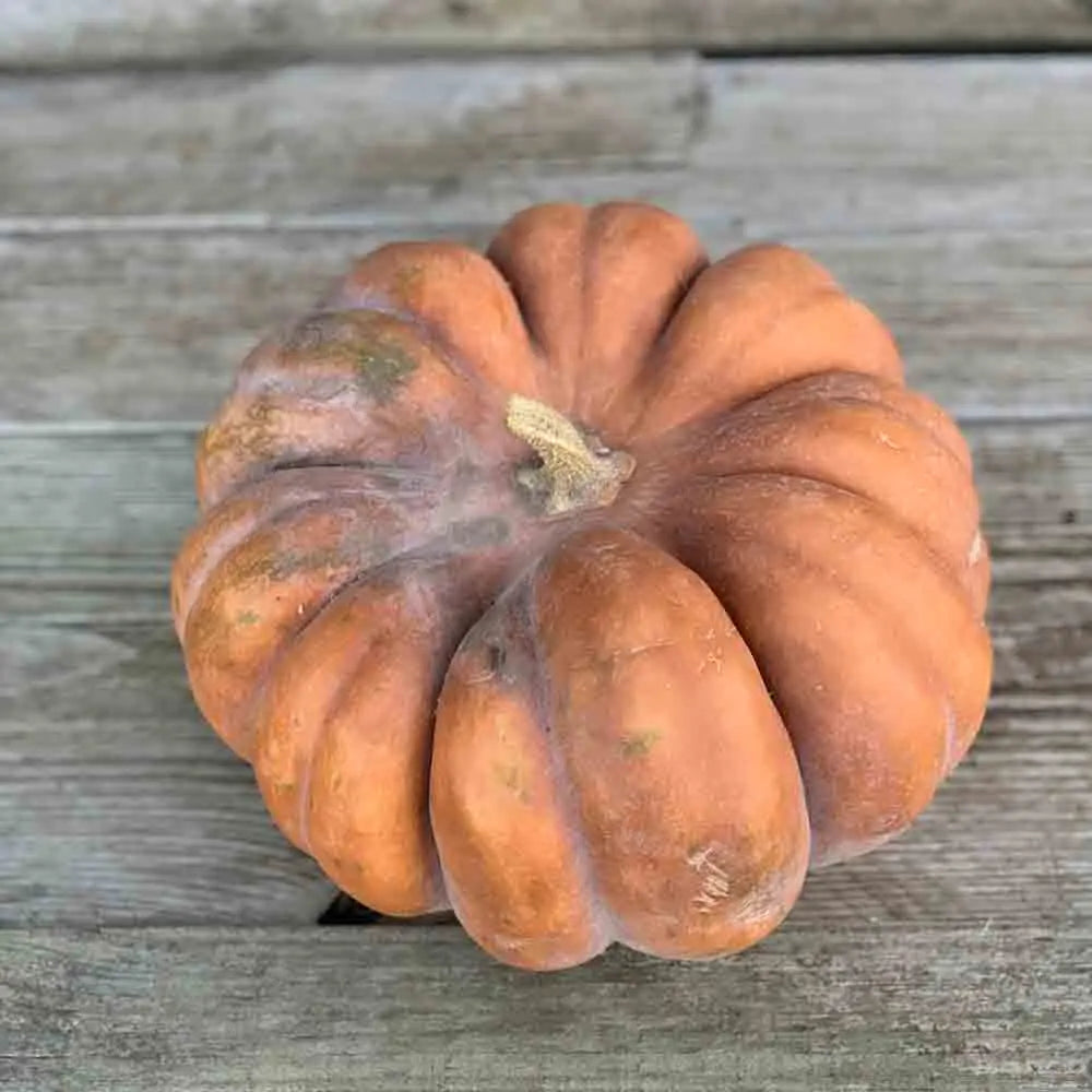 ferme-de-sainte-marthe-courge-muscade-plant-potager-bio image 2