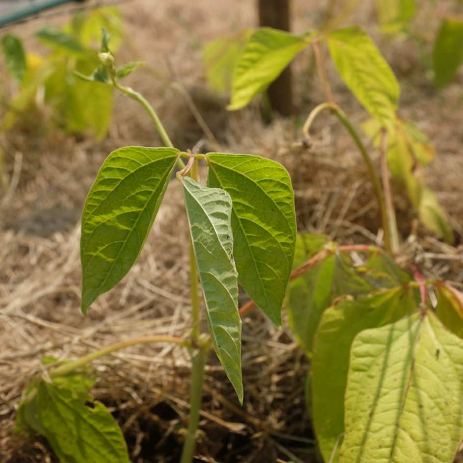 la-bo-te-graines-graines-l-gumes-kilom-tre-sweet-white-graines-haricot-bio image 5