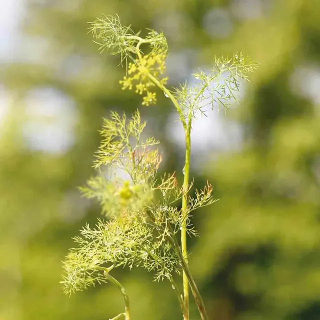 ferme-de-sainte-marthe-aneth-officinale-ab-graines-aromatiques-bio image 1