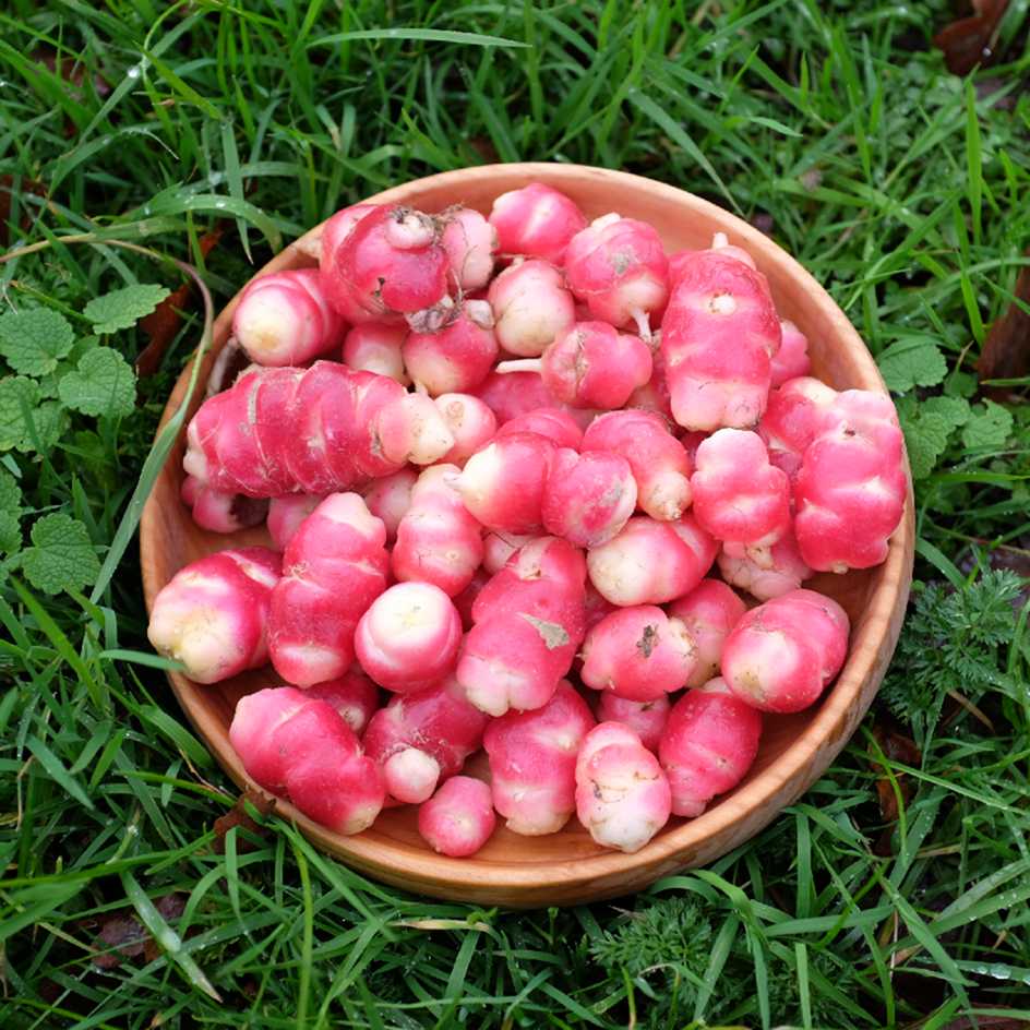 la-bo-te-graines-oca-du-p-rou-graines-l-gumes-bio-tubercule image 3