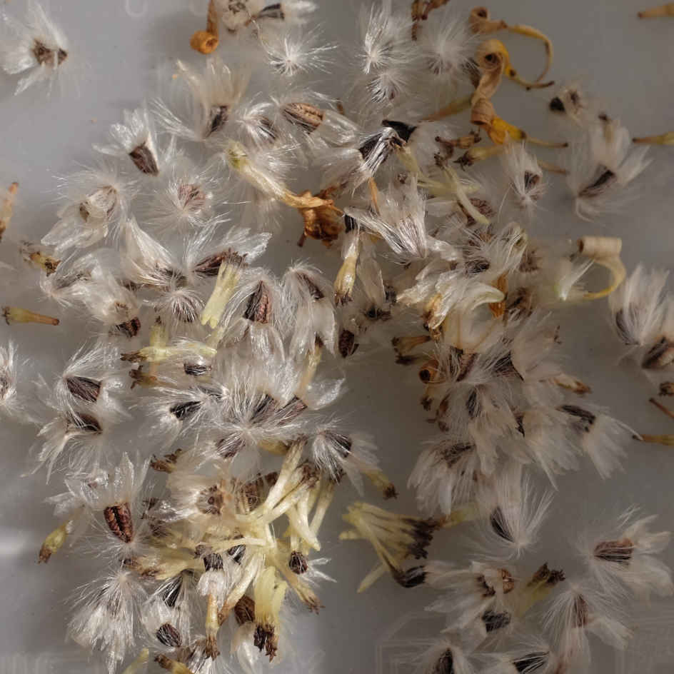 la-bo-te-graines-marguerite-africaine-bio-graines-fleurs-blanche image 3