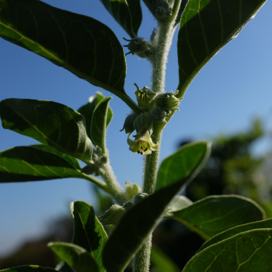 la-bo-te-graines-ashwagandha-graines-withania-bio-1-m-tre image 3