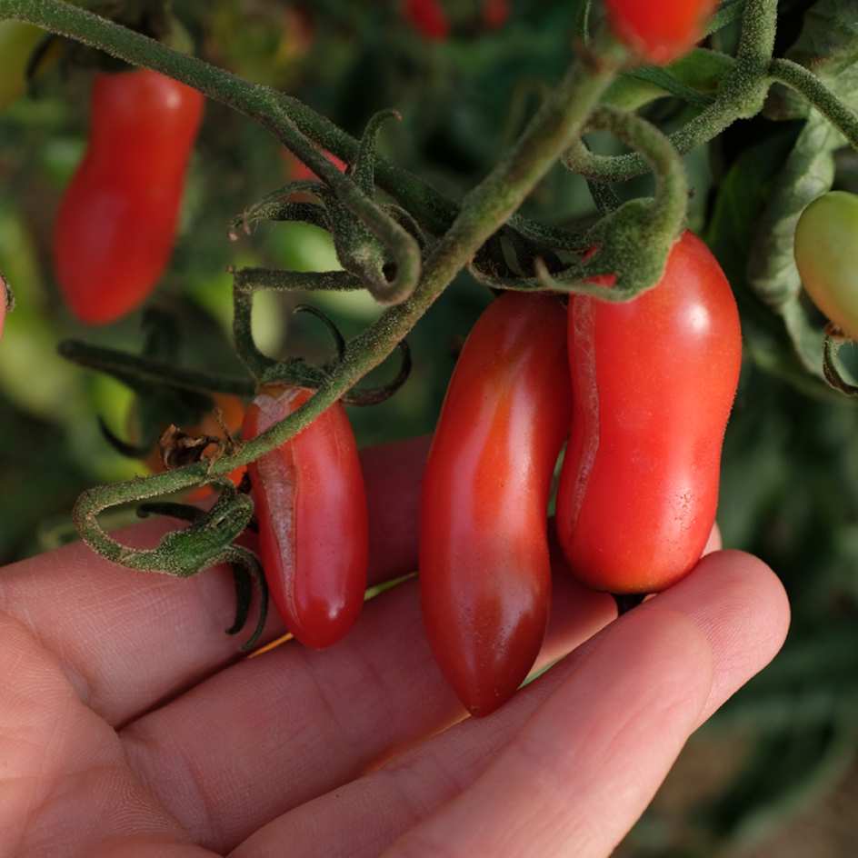 la-bo-te-graines-coucougnette-de-vend-e-graines-tomate-bio image 4