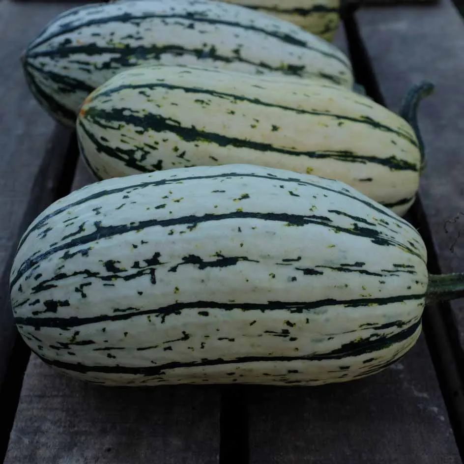 la-bo-te-graines-courge-delicata-bio-graines-l-gumes-sucr-e image 1
