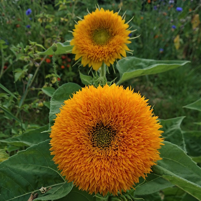 les-semences-de-l-ombelle-tournesol-ours-en-peluche-bio-graines image 3