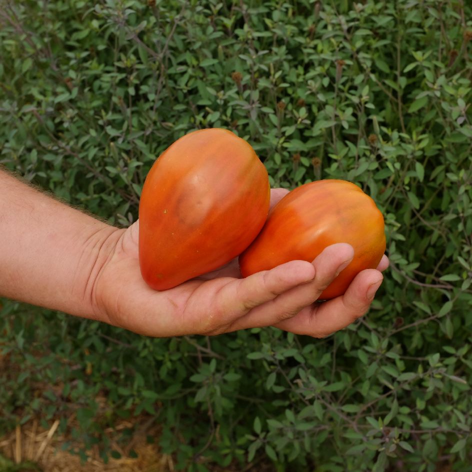 la-bo-te-graines-tomate-reinhard-s-chocolate-heart-bio-c-ur image 1