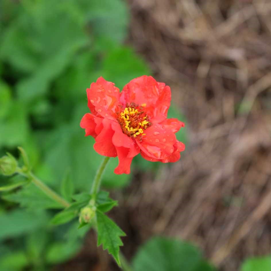 la-bo-te-graines-geum-chiloense-beno-te-graines-fleurs-bio image 1