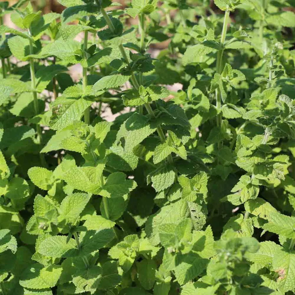 ferme-de-sainte-marthe-menthe-aquatique-ab-graines-aromatiques-bio image 1