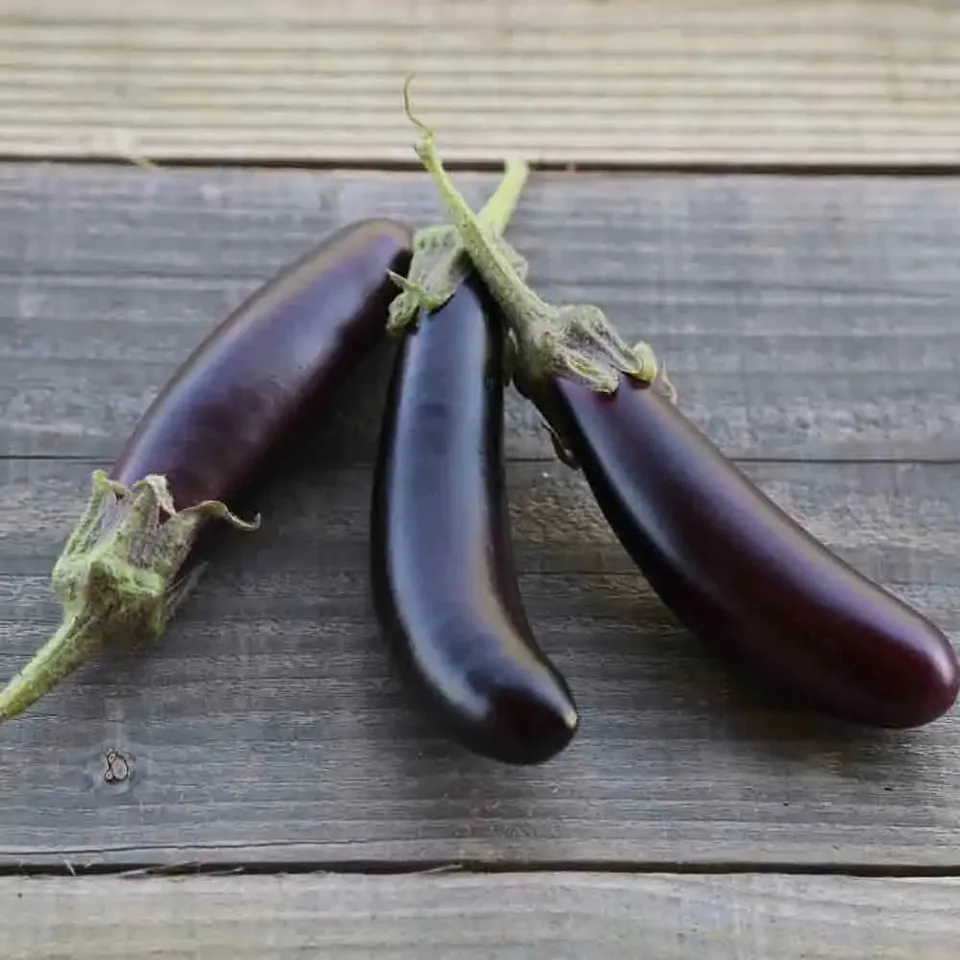 ferme-de-sainte-marthe-little-fingers-graines-aubergine-bio image 1