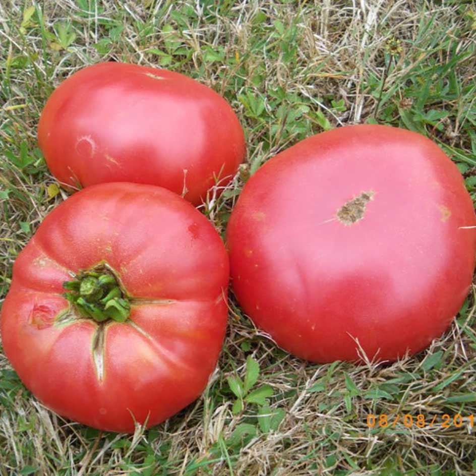 la-bo-te-graines-tomate-pruden-s-purple-bio-graines-tomate-rose image 1