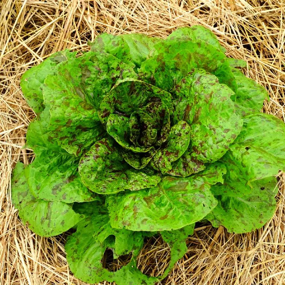 la-bo-te-graines-forellenschluss-laitue-romaine-bio-croquante image 1