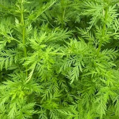 les-semences-de-l-ombelle-armoise-annuelle-graines-bio-aromatique image 1