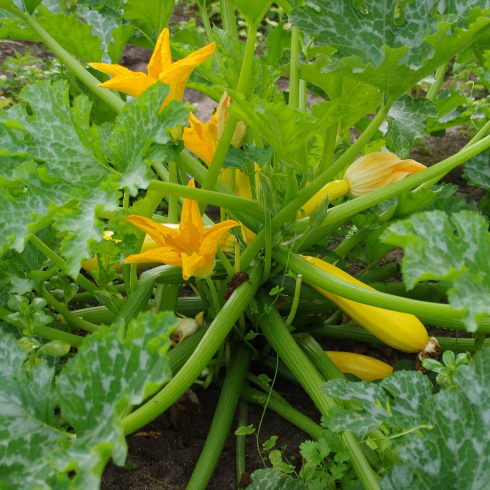 les-semences-de-l-ombelle-courgette-rheinau-gold-bio-graines-potag-res image 1