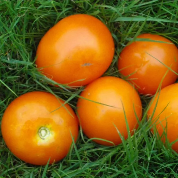 la-bo-te-graines-tomate-moonglow-bio-graines-orange-douce image 1