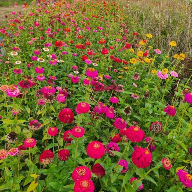 les-semences-de-l-ombelle-zinnia-sunbow-mix-bio-graines image 1