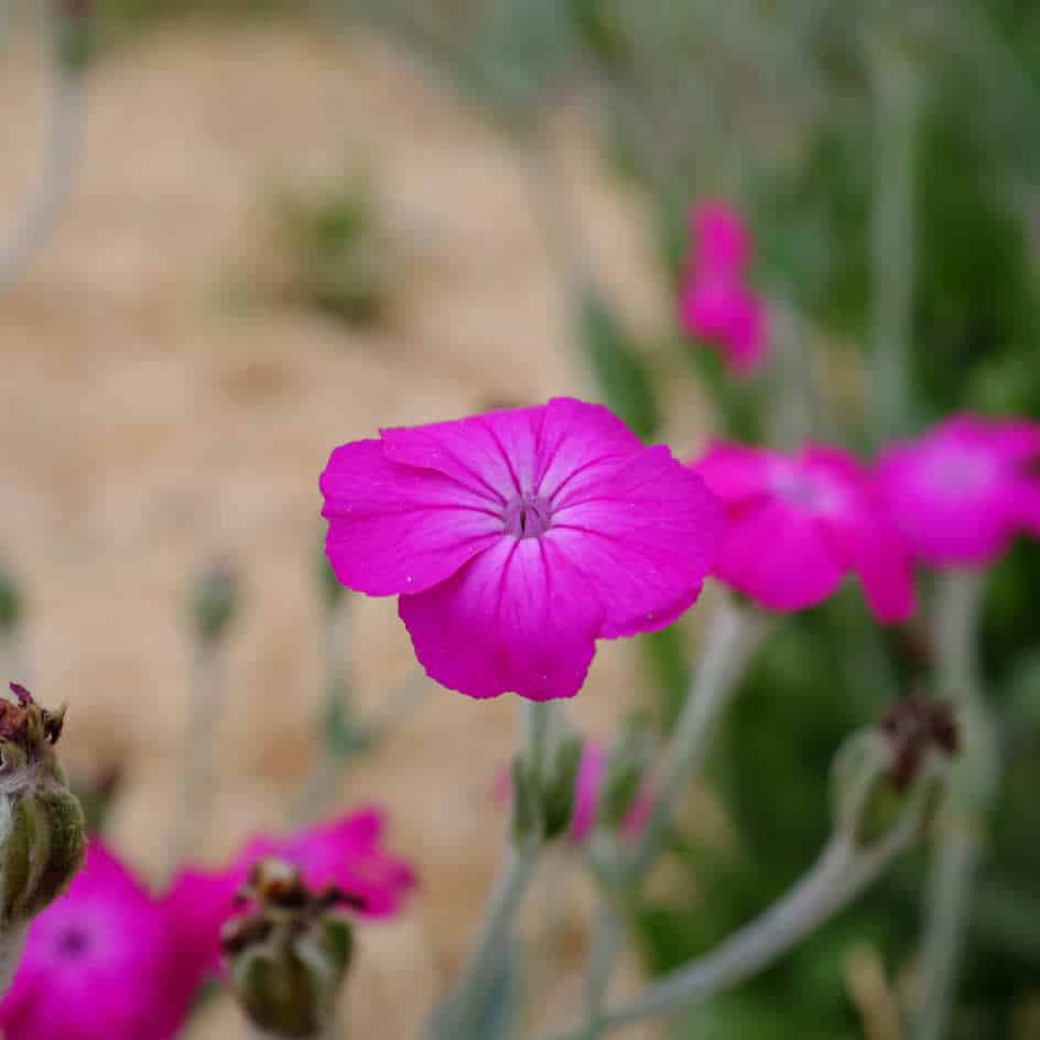 la-bo-te-graines-coquelourde-rose-graines-fleurs-vivace-bio image 2