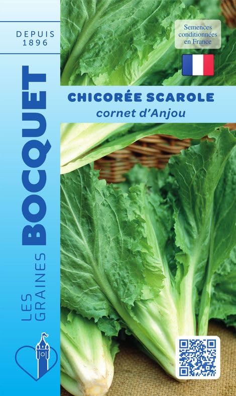 graines-bocquet-chicor-e-scarole-cornet-d-anjou-graines-4-g image 1