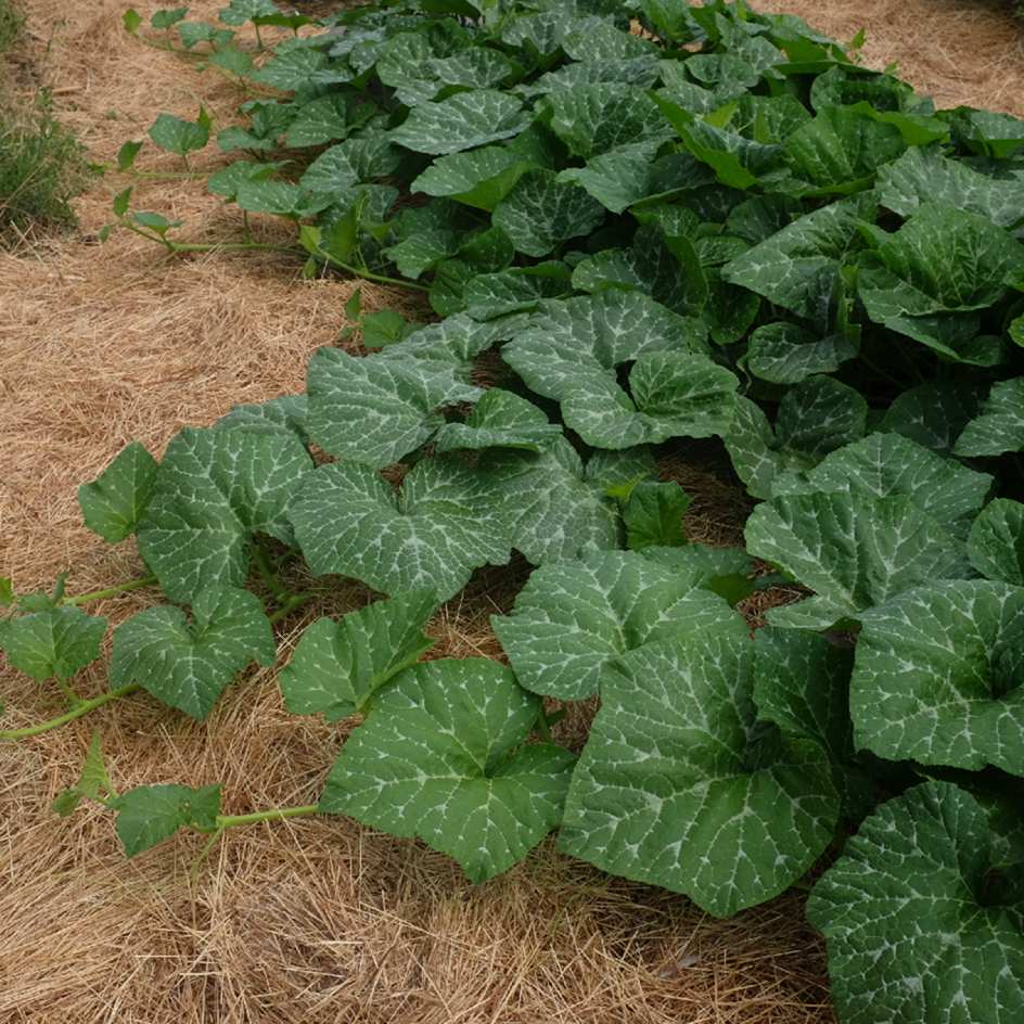 la-bo-te-graines-courge-musqu-e-violina-bio-graines-sucr-e-4-kg image 4
