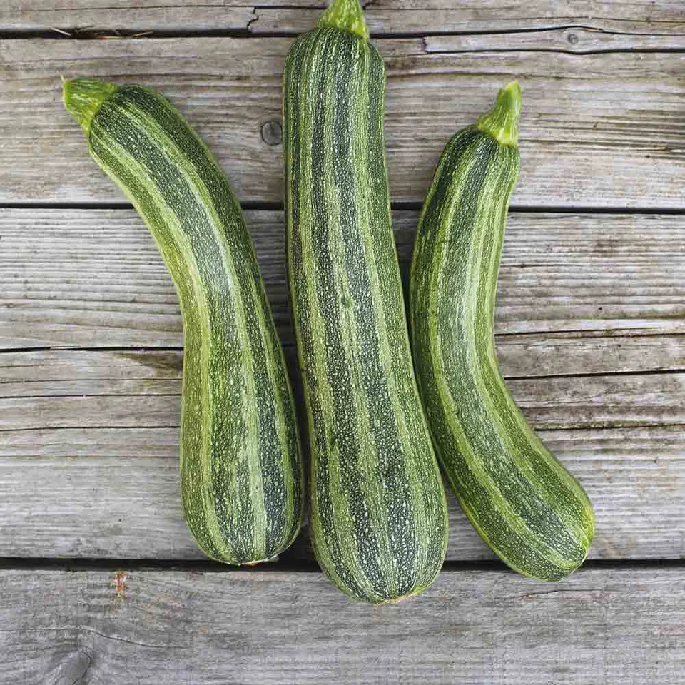 ferme-de-sainte-marthe-courgette-striato-d-italia-ab-graines-potag-res image 1