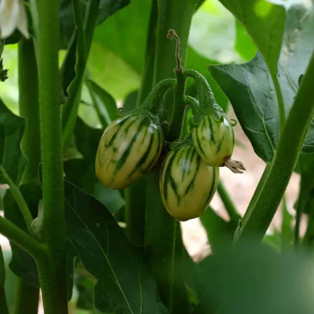 la-bo-te-graines-aubergine-striped-toga-graines-bio-africaine image 1