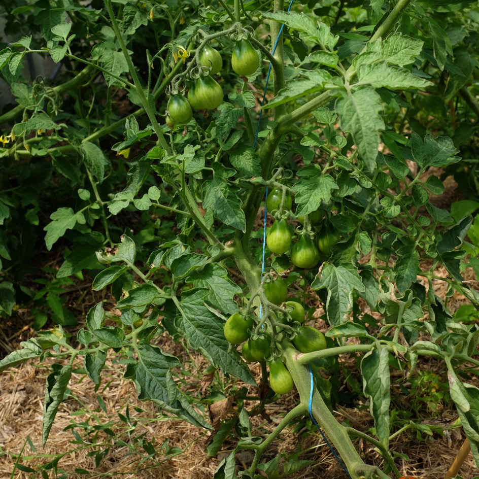 la-bo-te-graines-graines-l-gumes-tomate-poire-rouge-bio image 3