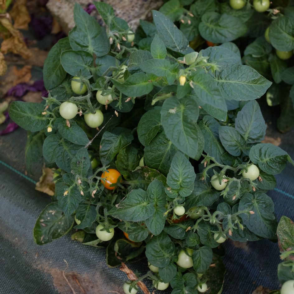 la-bo-te-graines-tomate-orange-hat-bio-graines-pot-compacte image 2