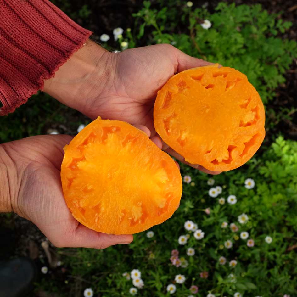 la-bo-te-graines-mangue-tomate-bio-orange-sucr-e image 2