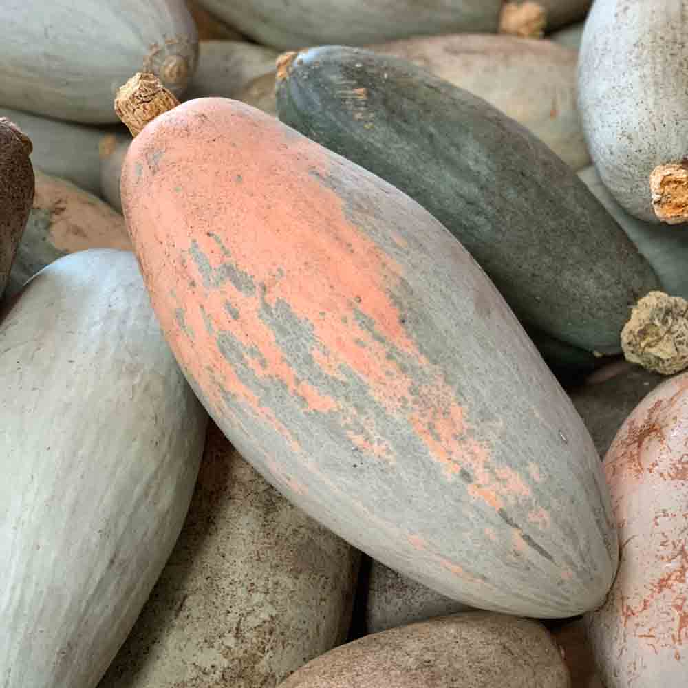ferme-de-sainte-marthe-rainbow-banana-graines-de-potiron-bio image 1
