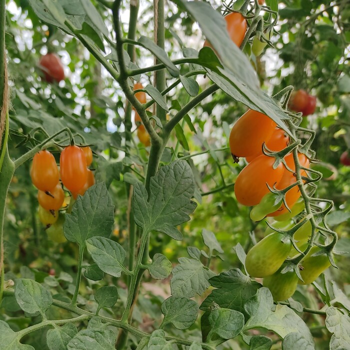 les-semences-de-l-ombelle-olive-orange-graines-tomate-cerise-bio image 2